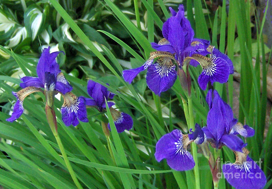 Miniature Iris Photograph by Brenda Brown
