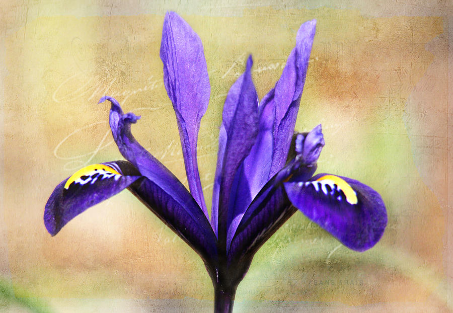 Flower Photograph - Miniature Iris  by Trina  Ansel