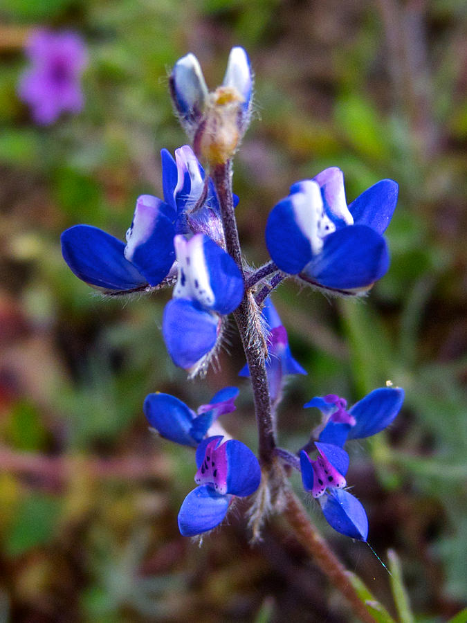 Miniature Lupine in Park Sierra, California Photograph by Ruth Hager