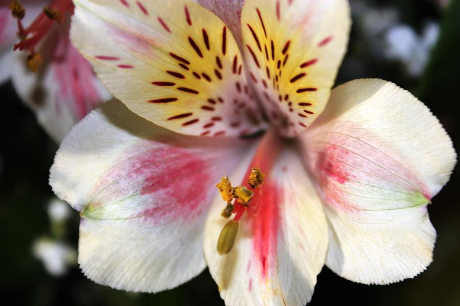 Miniature Oriental White Lily Photograph by Judy Palkimas