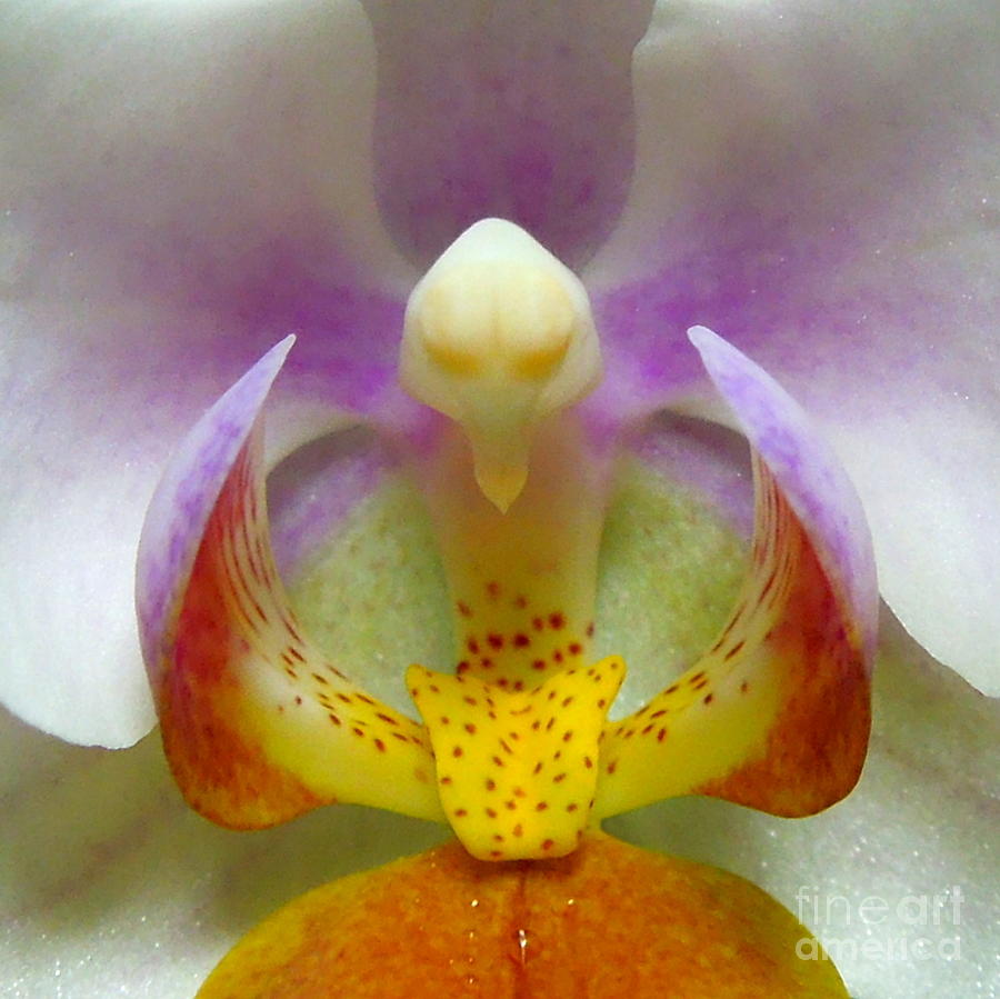 Miniature Phalaenopsis Orchid macro Photograph by Renee Trenholm