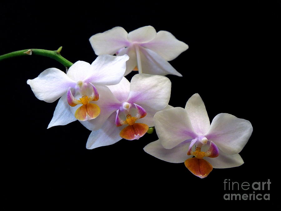 Miniature Phalaenopsis Orchid Spray Photograph by Renee Trenholm