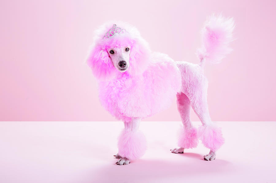 Miniature Pink Poodle, Pink by Jw Ltd