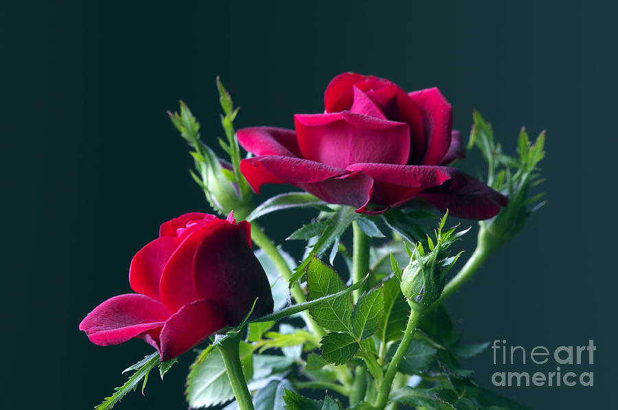 Miniature Red Roses Photograph by Sharon Talson