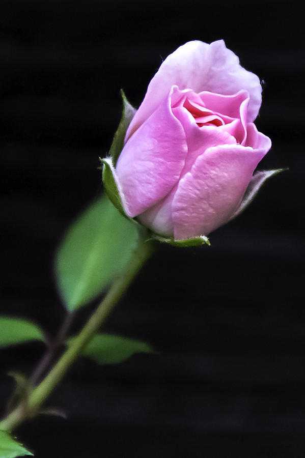 Miniature Rose Photograph By Dennis Lloyd Hill - Pixels