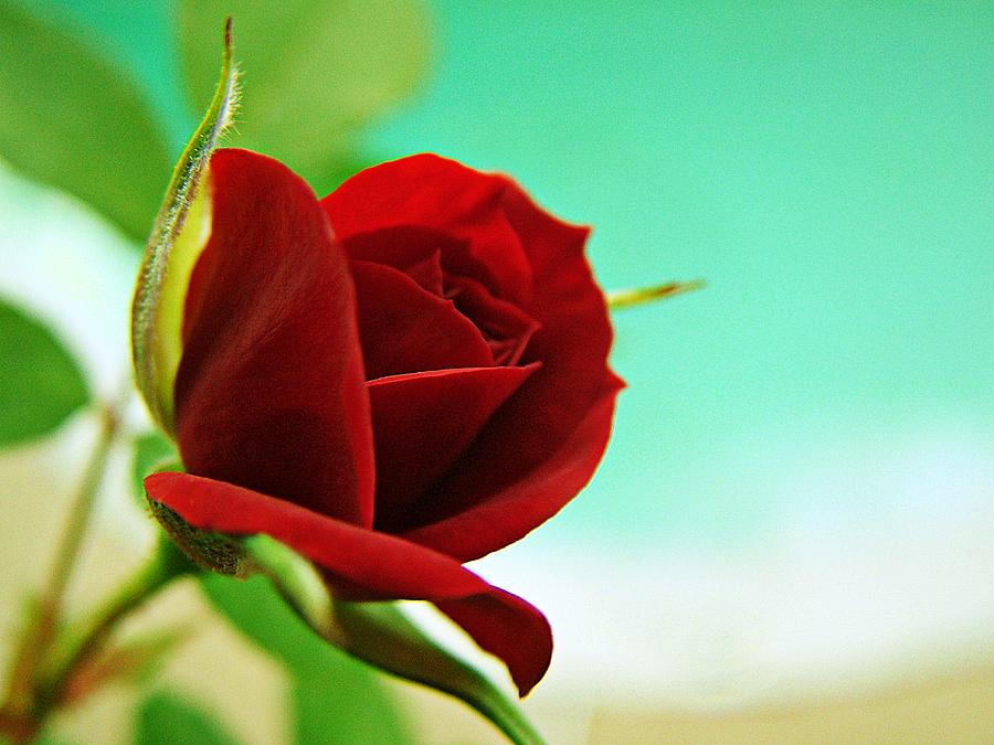 Miniature Rose Photograph by Kathy Churchman