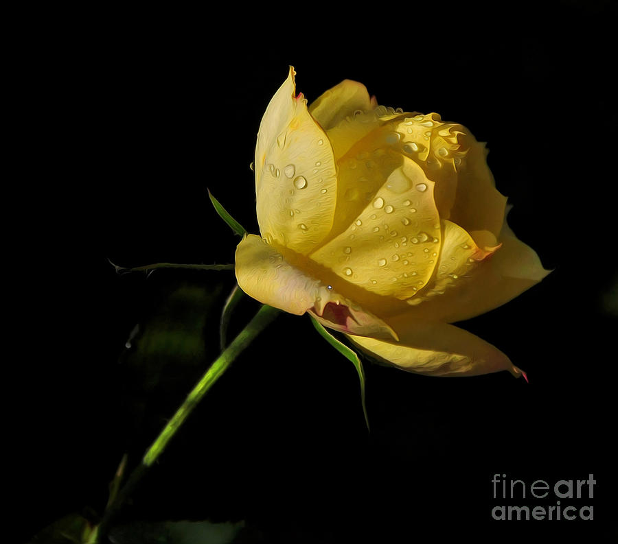 Nature Photograph - Miniature Rose by Kaye Menner