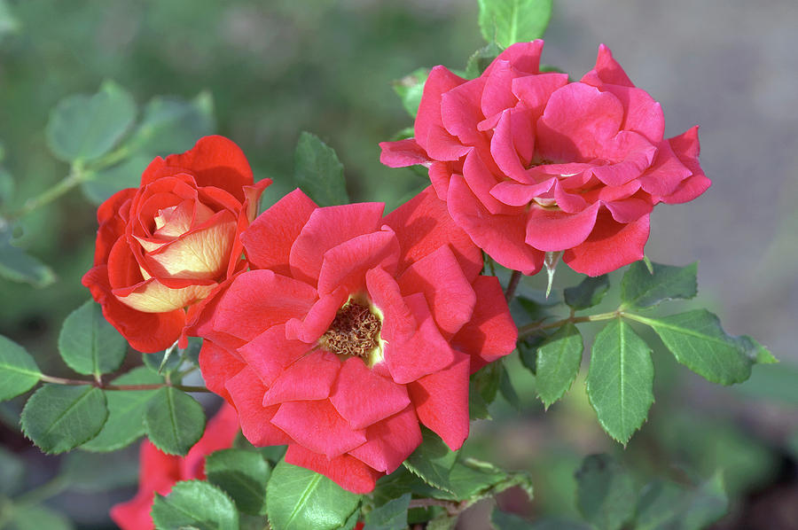 Miniature Rose (rosa magic) Photograph by Science Photo Library Miniature Rose (rosa magic) Photograph by Science Photo Library