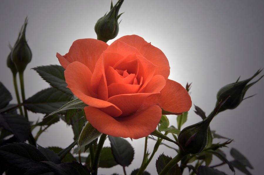 Miniature Rose. Photograph by Terence Davis