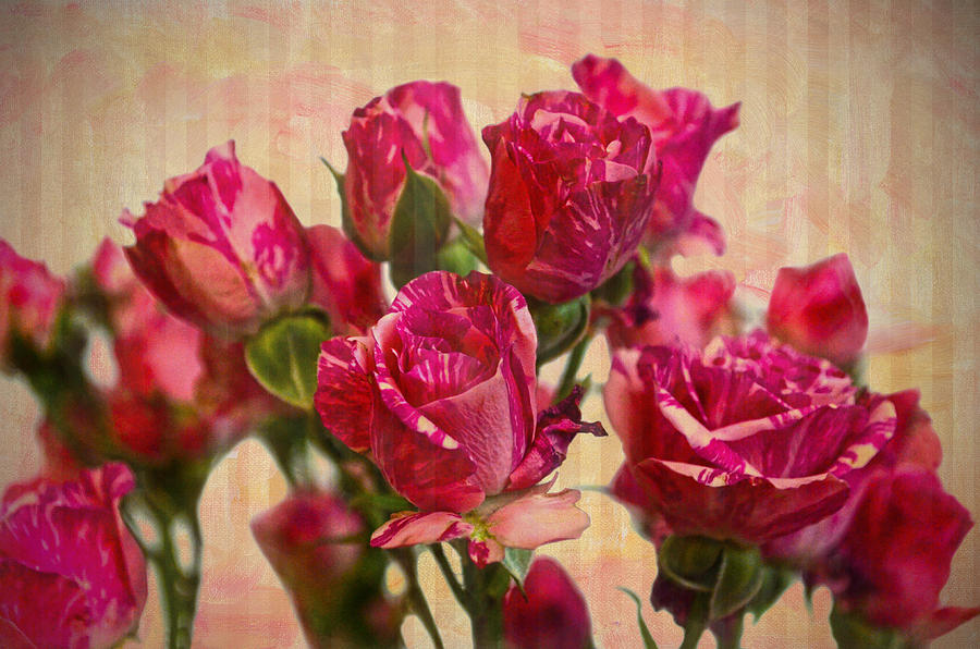 Miniature Roses Photograph by Sandi OReilly