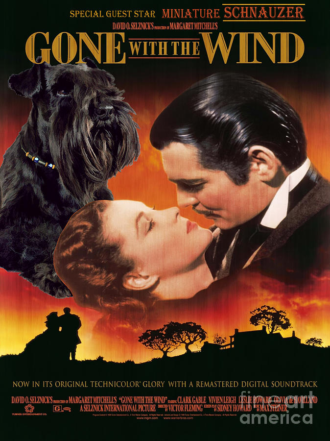 Miniature Schnauzer Art Canvas Print - Gone with the Wind Movie Poster Painting by Sandra Sij