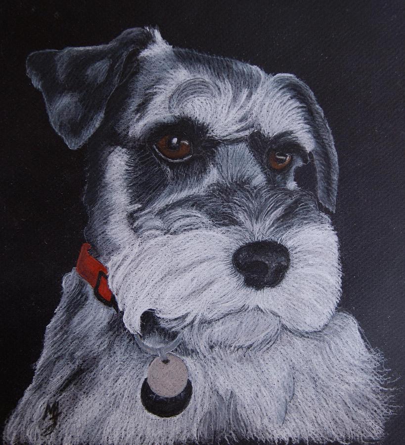 Animal Drawing - Miniature Schnauzer by Melanie Feltham