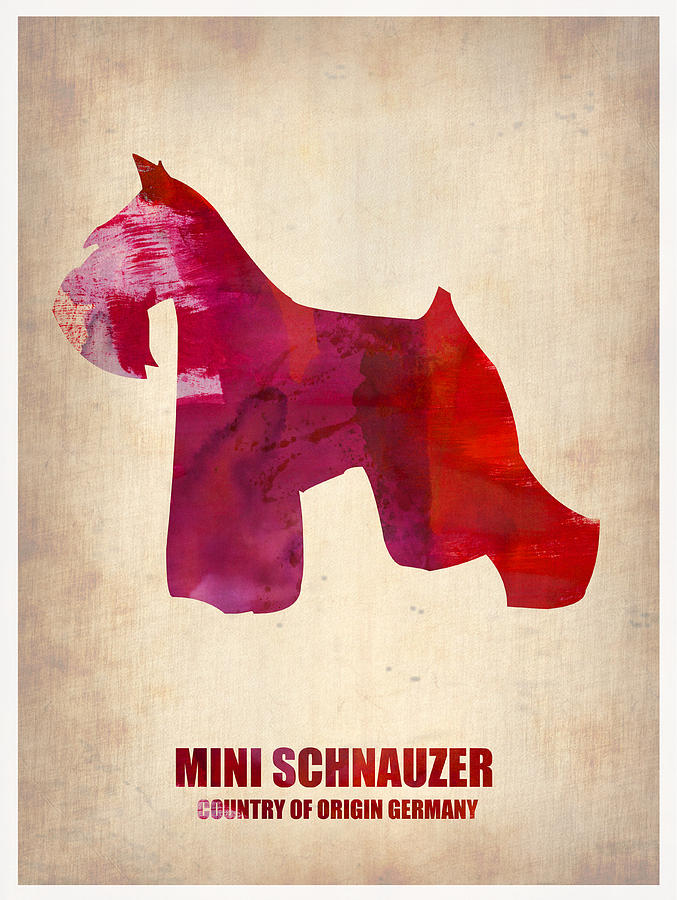 Dog Painting - Miniature Schnauzer Poster by Naxart Studio