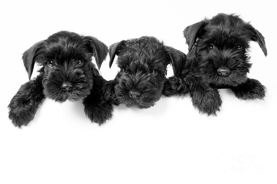 Miniature Schnauzer puppies Photograph by Borislav Stefanov