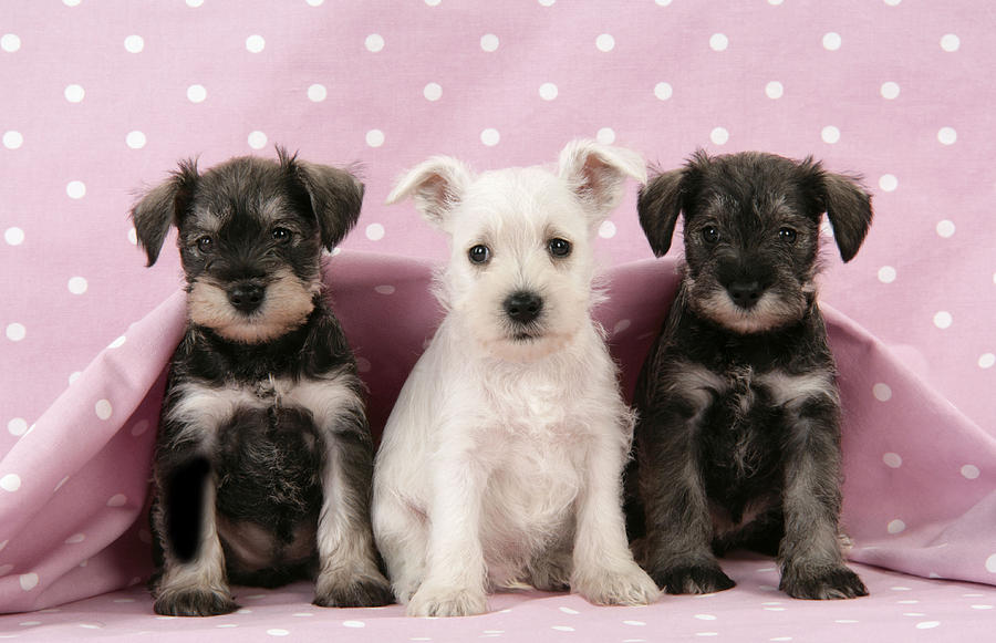Miniature Schnauzer Puppies Photograph by John Daniels