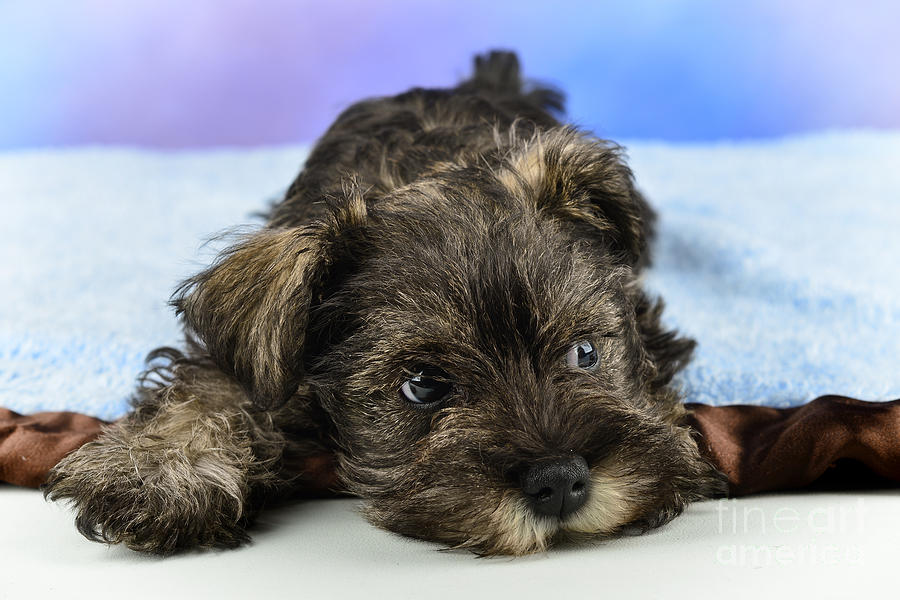 Dog Photograph - Miniature Schnauzer Puppy by Dianne Phelps