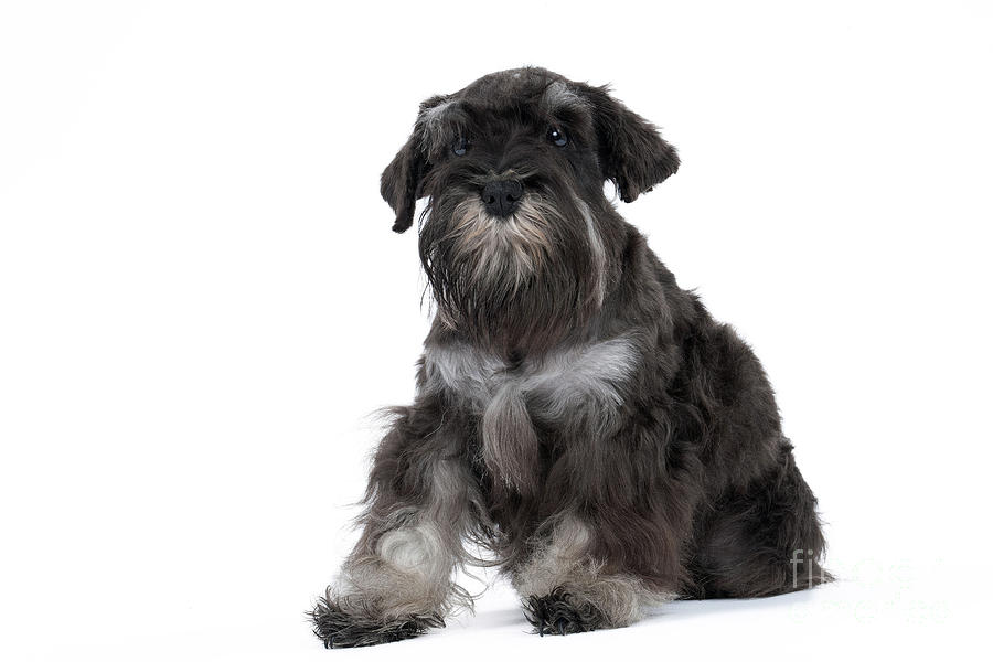 Dog Photograph - Miniature Schnauzer Puppy by Jean-Michel Labat