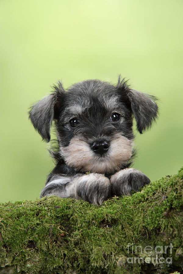 Dog Photograph - Miniature Schnauzer Puppy by John Daniels