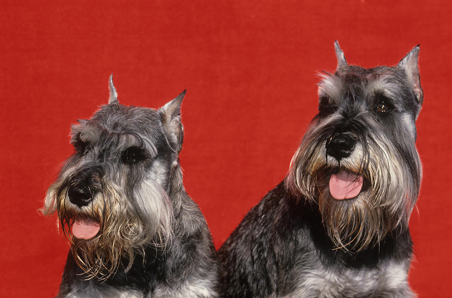 Miniature Schnauzers Photograph by Jeanne White