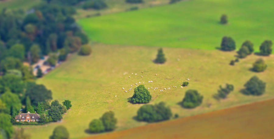 Miniature Sheep Farm Photograph by Hermes Fine Art