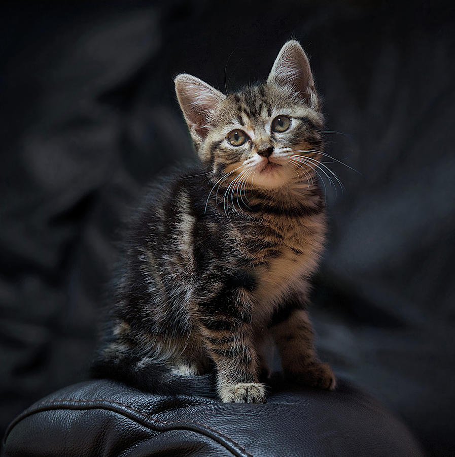 Minie - The Classic Pose Photograph by Emanf8 Photography