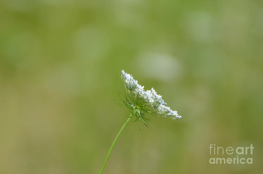 Minimalism and Queen Annes Lace Photograph by Lila Fisher-Wenzel