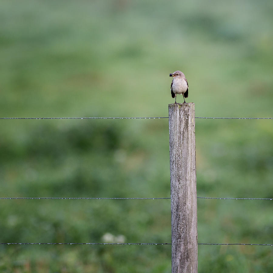 MInimalism Mockingbird Photograph by Bill Wakeley