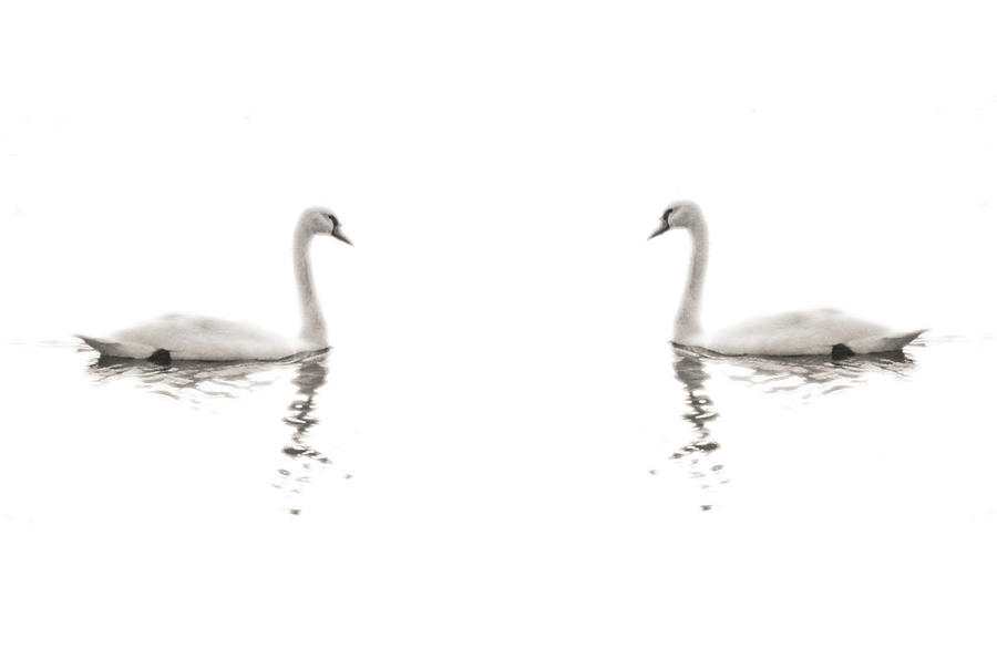 Minimalist Swans in Black and White Photograph by Brooke T Ryan