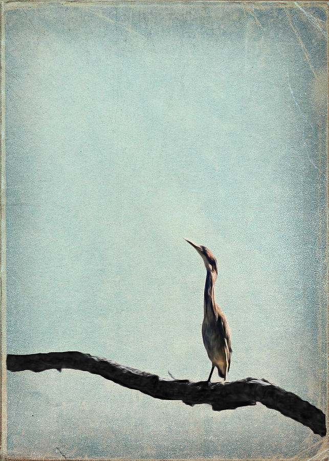 Minimalist Vintage Inspired Green Heron on Pale Blue Sky Photograph by Brooke T Ryan