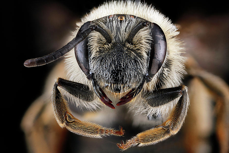 Mining Bee Photograph by Us Geological Survey