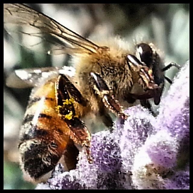 Insects Photograph - Mining Out A Big Lilac Flower... #bee by Kevin Previtali
