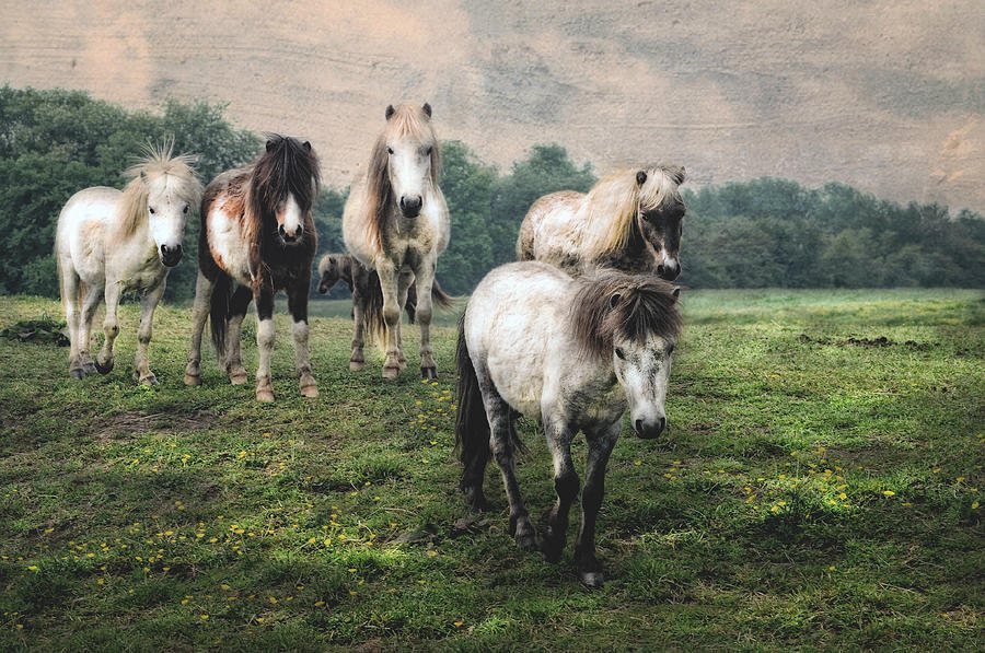 Horse Photograph - Minis by Deborah Mix