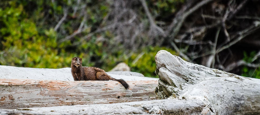 Mink on Malcolm Island Photograph by Roxy Hurtubise