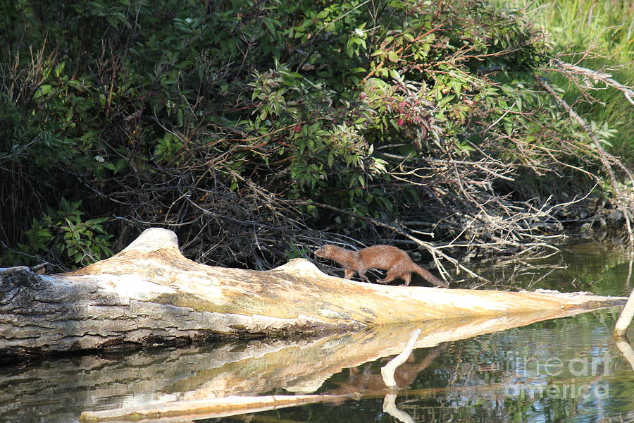 Mink Walking on Log Photograph by Donna L Munro