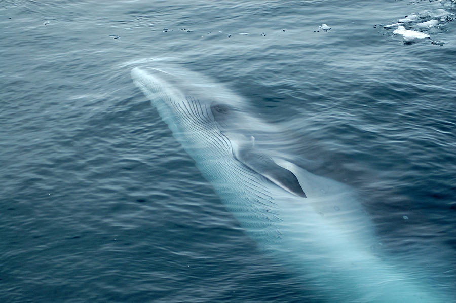 Minke Whale Swimming in Ocean Photograph by Ekvals