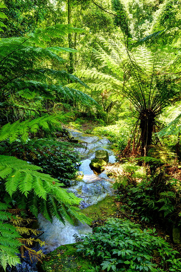 Minnamurra Rainforest 2AM 7191-3 HDR Photograph by Andrew McInnes ...