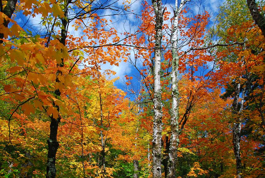 Minnesota Autumn Foliage Photograph by Cascade Colors