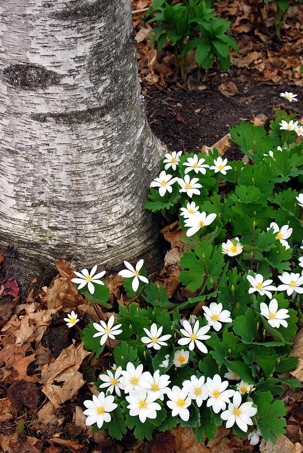 Minnesota Birch and Bloodroot Wildflowers Photograph by Cascade Colors