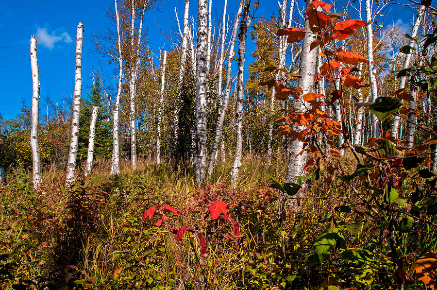 Minnesota Birch Trees in Autumn Photograph by Lonnie Paulson
