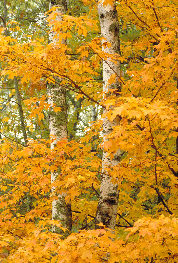 Minnesota Birches Photograph by Garry McMichael