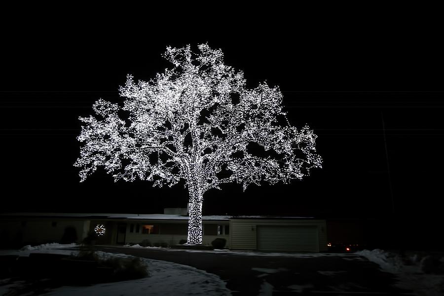 Minnesota Christmas Tree Photograph by Amanda Stadther