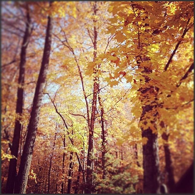 Minnesota Fall Photograph by Meredith Leah