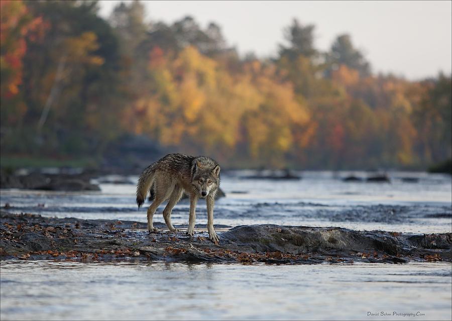 Minnesota Gray Wolf Photograph by Daniel Behm