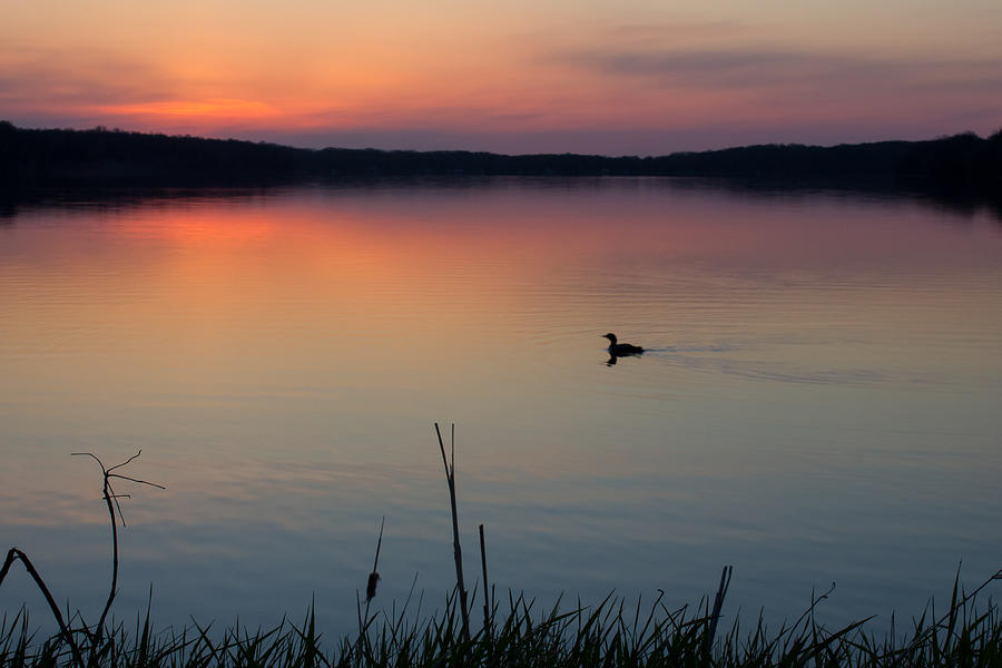 Loon Photograph - Minnesota Morning by Penny Meyers