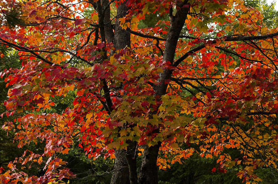 Minnesotas Fall Colors Photograph By Sharon Goldsboro 3391