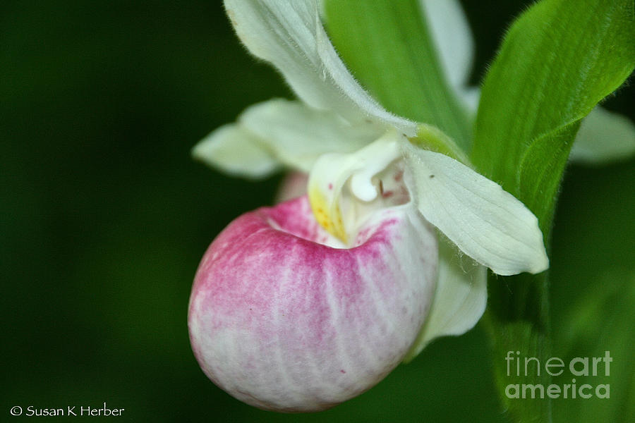Minnesotas Lady Slipper Photograph by Susan Herber