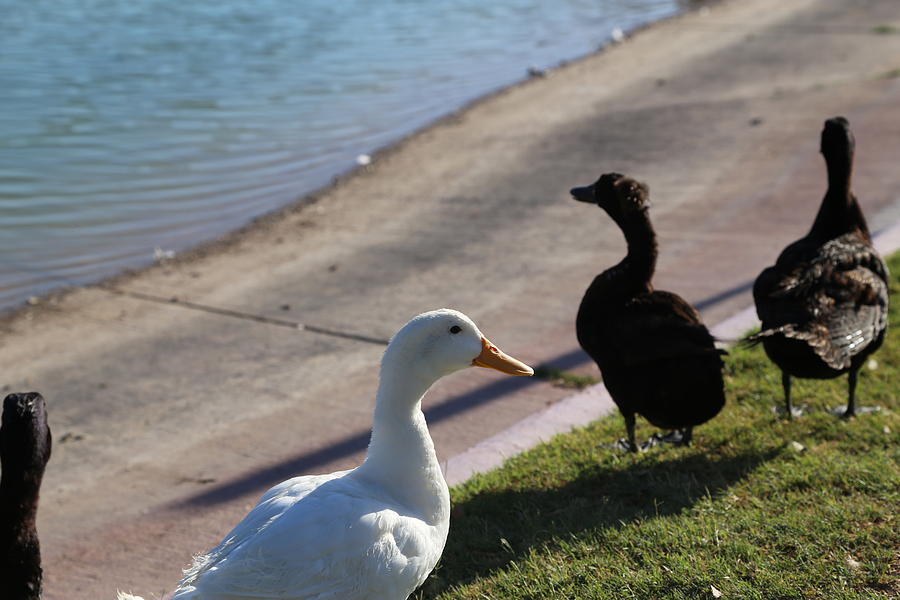 Minority White Duck Photograph by James Taylor - Fine Art America