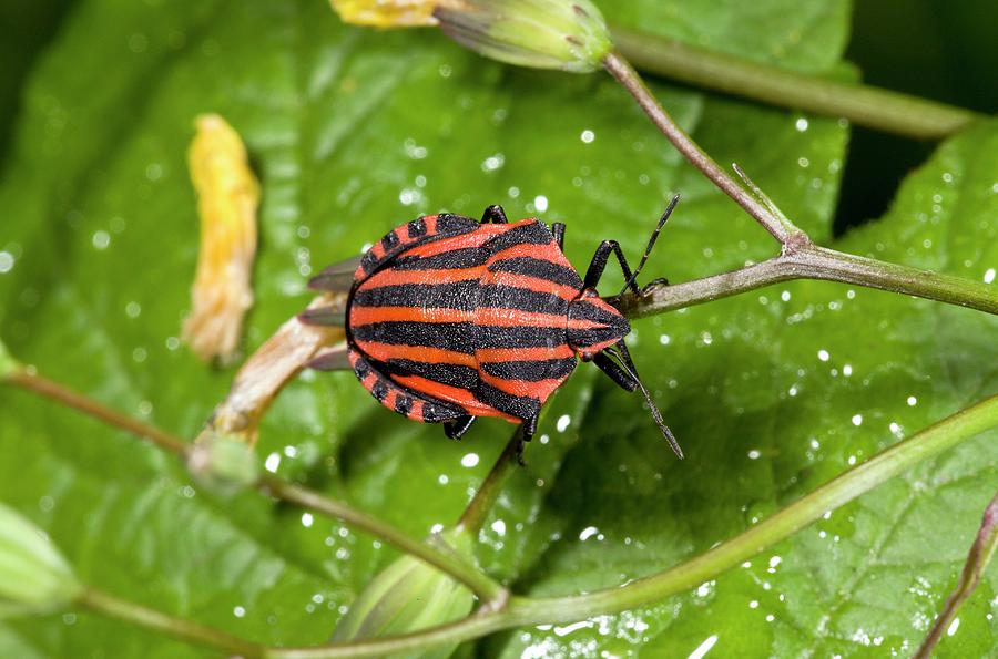 Nature Photograph - Minstrel Bug by Bob Gibbons