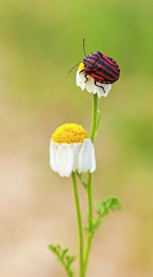 Nature Photograph - Minstrel Bug (graphosoma Lineatum) by Photostock-israel
