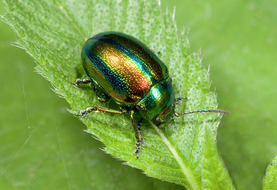 Mint Beetle Photograph by Nigel Downer | Fine Art America